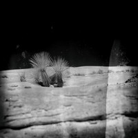 New Mexico-2017-Infrared-041-nas