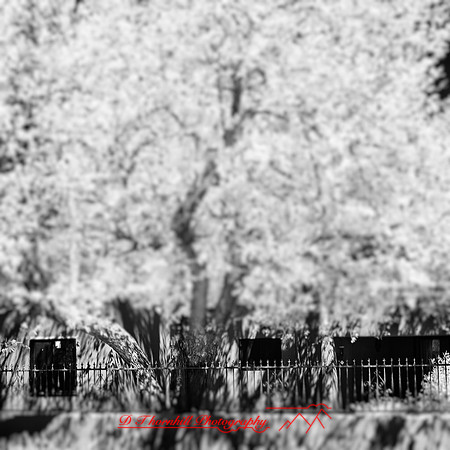 New Mexico-2017-Infrared-032-nas