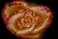 florida-flowers-2011-16_HDR