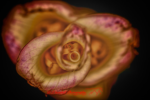 florida-flowers-2011-16_HDR