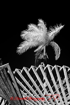 florida-2009-images-infrared_15.jpg
