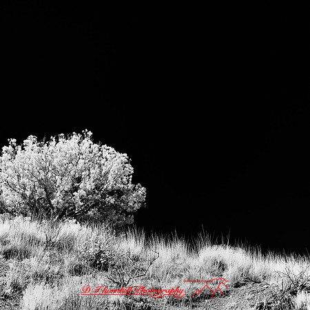New Mexico-2017-Infrared-047-nas
