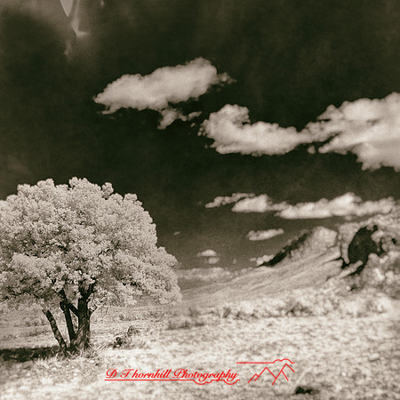 New Mexico-2017-Infrared-059-nas