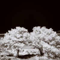 New Mexico-2017-Infrared-064-nas