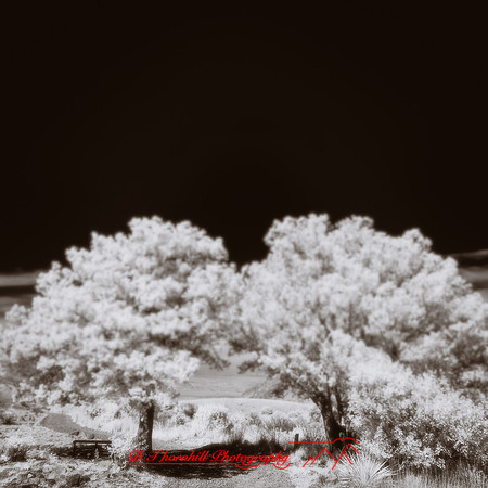 New Mexico-2017-Infrared-064-nas
