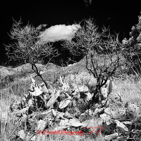 New Mexico-2017-Infrared-065-nas