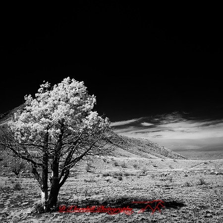 New Mexico-2017-Infrared-061-nas