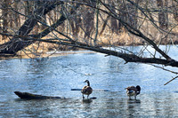 shiawassee-april-2010_01-nik