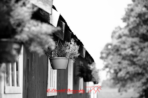 assorted_images-2009_71-nik.jpg
