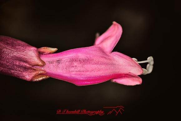 florida-flowers-2011-26-nik