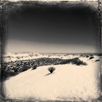 New Mexico-2017-color-007-nas