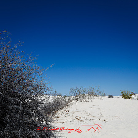 New Mexico-2017-color-010