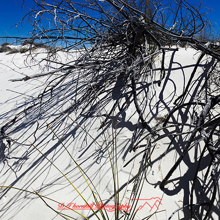 New Mexico-2017-color-013