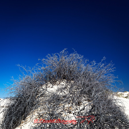 New Mexico-2017-color-006-nas