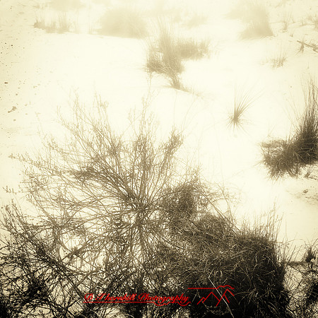 New Mexico-2017-color-022-nas