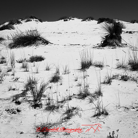 New Mexico-2017-color-023
