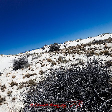 New Mexico-2017-color-024