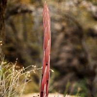 New Mexico-2017-color-078