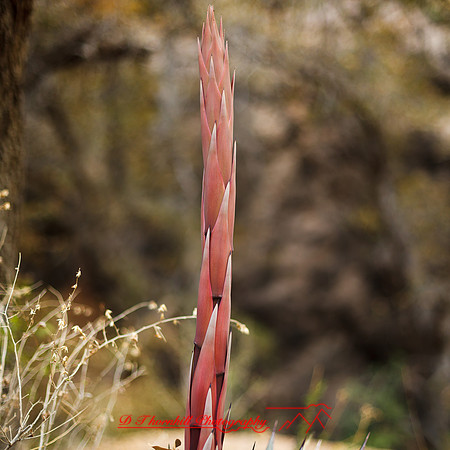 New Mexico-2017-color-078