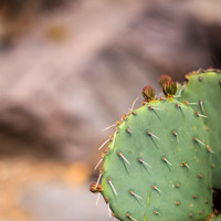 New Mexico-2017-color-080