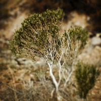 New Mexico-2017-color-079-nas
