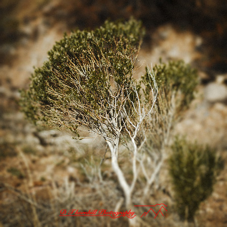 New Mexico-2017-color-079-nas