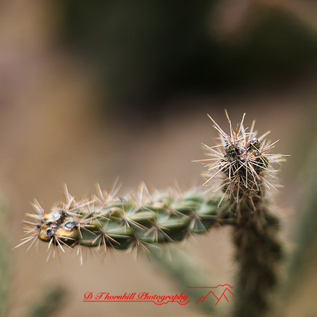 New Mexico-2017-color-067