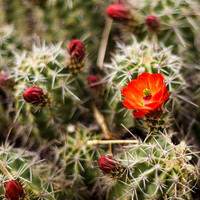 New Mexico-2017-color-085