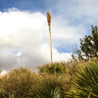 New Mexico-2017-color-083