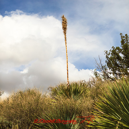 New Mexico-2017-color-083