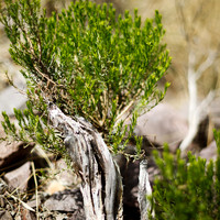 New Mexico-2017-color-081