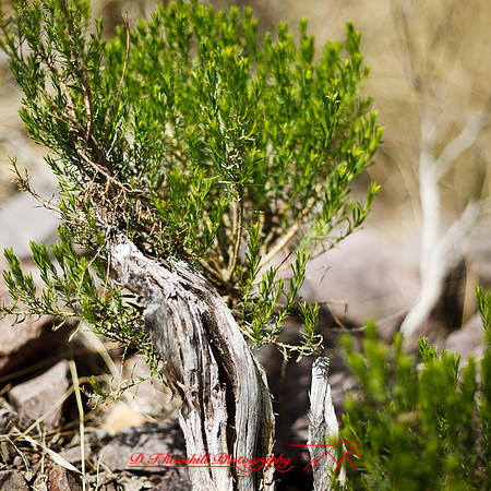 New Mexico-2017-color-081