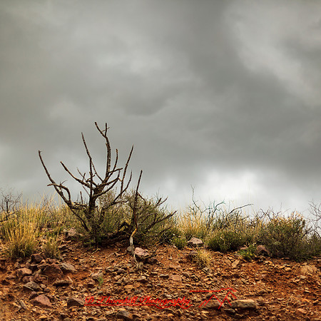 New Mexico-2017-color-089
