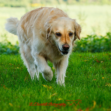 bird-puppys-and-people-2013-17