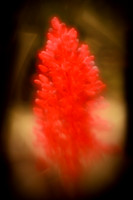 florida-2010-flowers_12