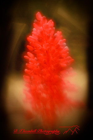 florida-2010-flowers_12