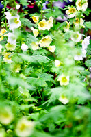 assorted_images-2007-03