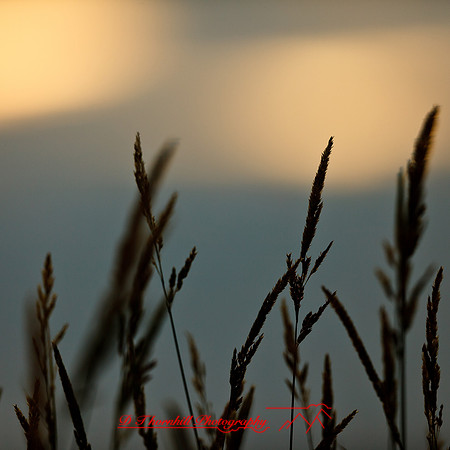 shaiawasses-may-2013-30
