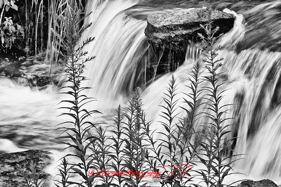 nature_images-2010_03-nik