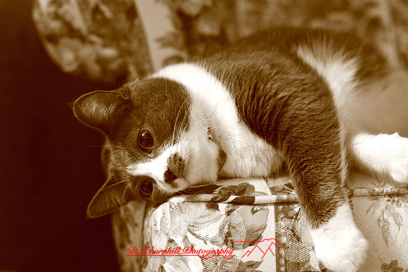 bastet_009