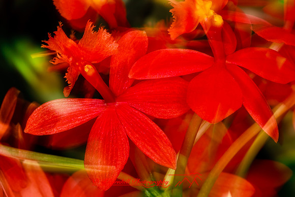 florida-flowers-2011-22-nik