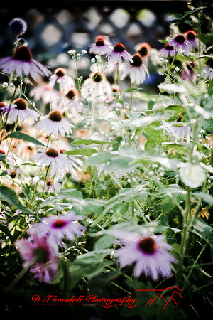 flowers-2008_31.jpg