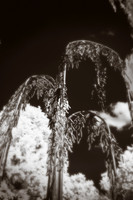 dow-gardens-infrared-2011-09-nas