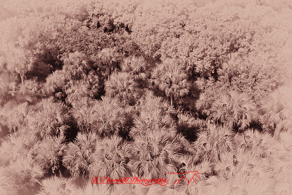 florida-2008-nature-infrared_52-nik.jpg