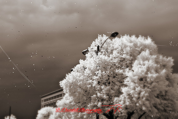 infrared-galesburg_il-2011-22-nas