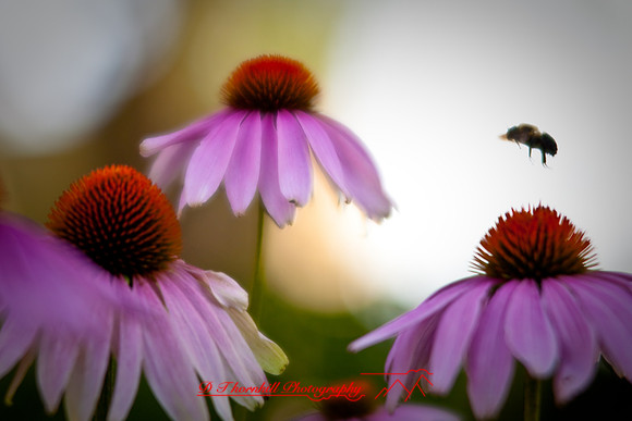 flowers-2008_22.jpg