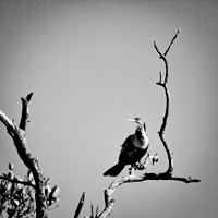 Random FL March 2017 006-nas