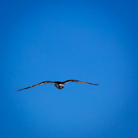 Random FL March 2017 007