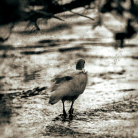 Random FL March 2017 017-nas
