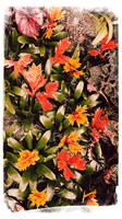 florida-march-2016-iphone-selby-gardens-008